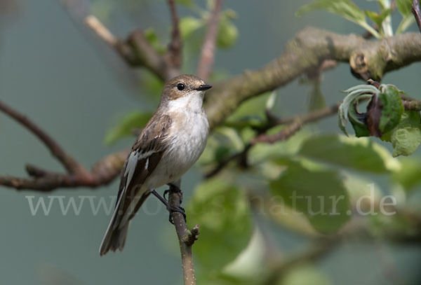 Trauerschnäpper (Ficedula hypoleuca)