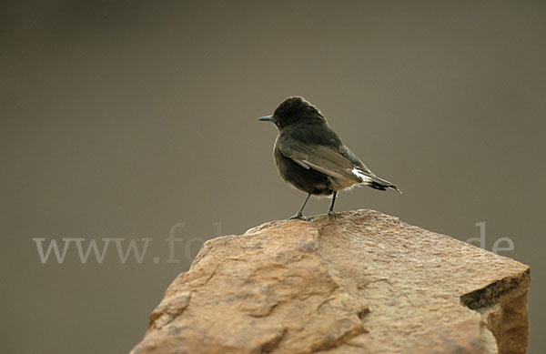 Trauersteinschmätzer (Oenanthe leucura)