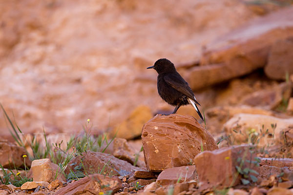 Trauersteinschmätzer (Oenanthe leucura)