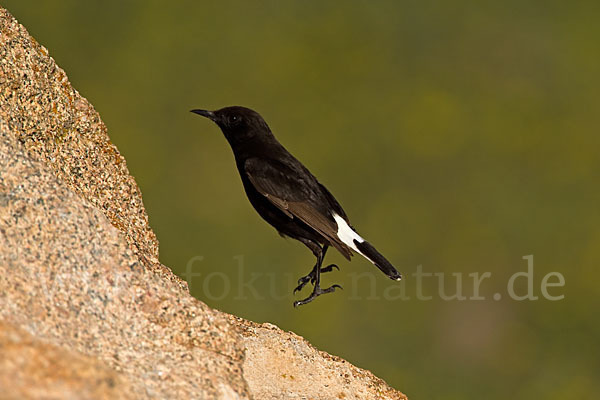 Trauersteinschmätzer (Oenanthe leucura)