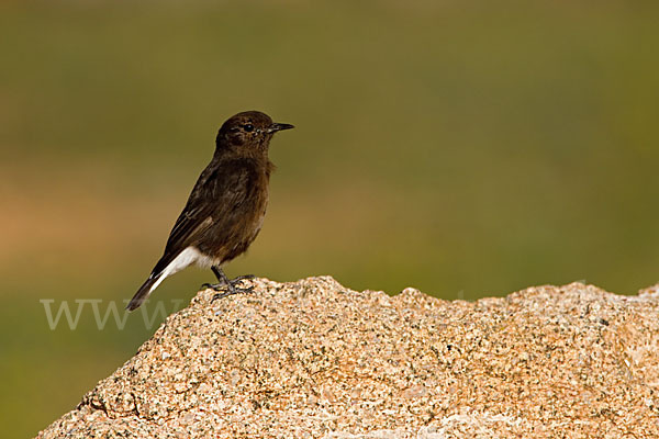 Trauersteinschmätzer (Oenanthe leucura)