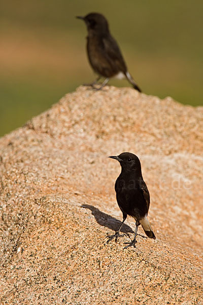 Trauersteinschmätzer (Oenanthe leucura)