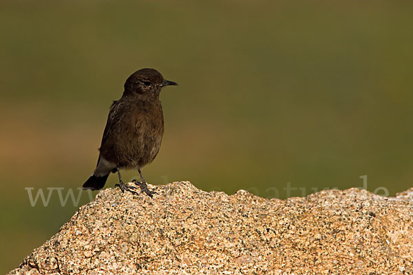 Trauersteinschmätzer (Oenanthe leucura)