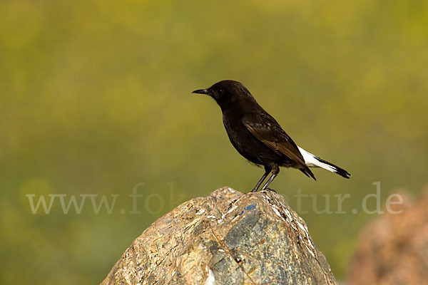 Trauersteinschmätzer (Oenanthe leucura)