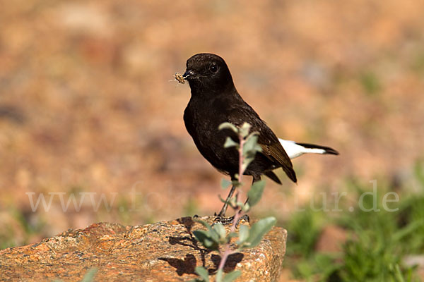 Trauersteinschmätzer (Oenanthe leucura)