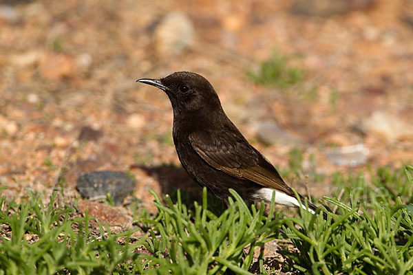 Trauersteinschmätzer (Oenanthe leucura)