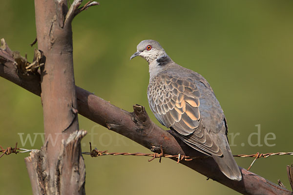 Trauerturteltaube (Streptopelia lugens)