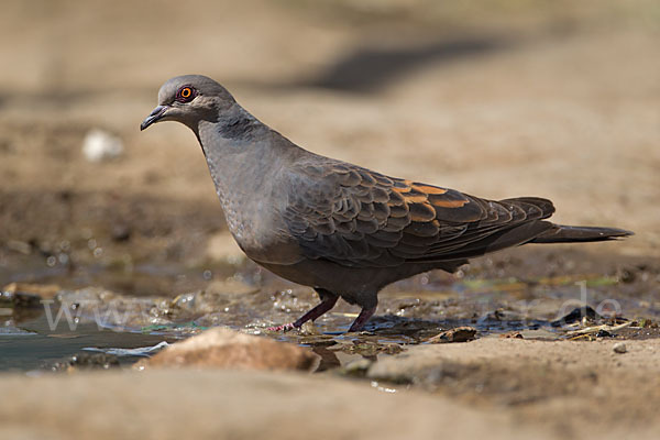 Trauerturteltaube (Streptopelia lugens)