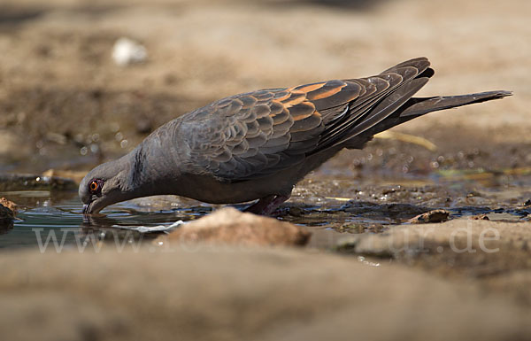 Trauerturteltaube (Streptopelia lugens)