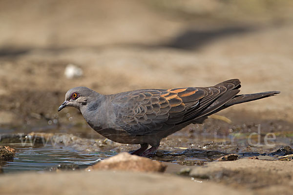 Trauerturteltaube (Streptopelia lugens)