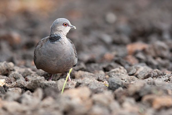 Trauerturteltaube (Streptopelia lugens)