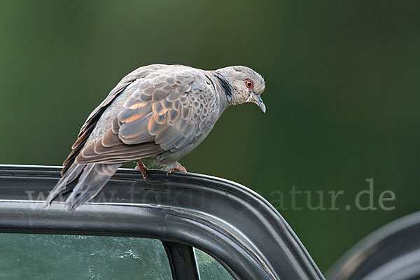 Trauerturteltaube (Streptopelia lugens)