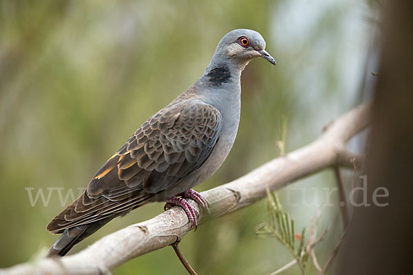 Trauerturteltaube (Streptopelia lugens)