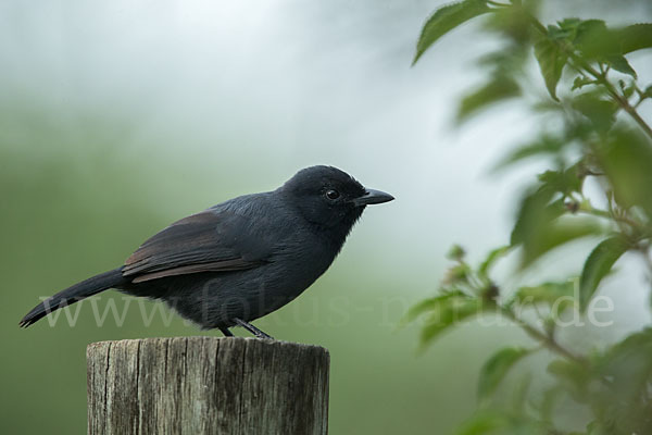 Trauerwürger (Laniarius funebris)