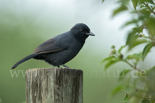 Trauerwürger (Laniarius funebris)