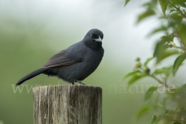 Trauerwürger (Laniarius funebris)