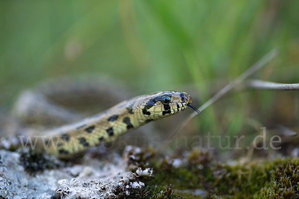 Treppennatter (Rhinechis scalaris)