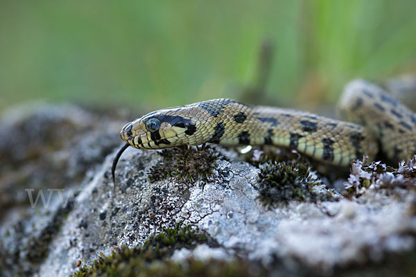 Treppennatter (Rhinechis scalaris)