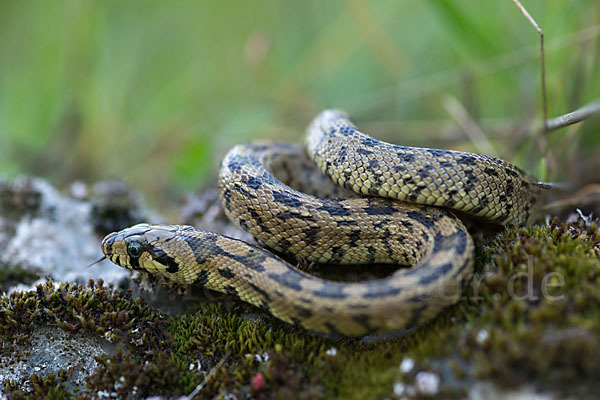 Treppennatter (Rhinechis scalaris)