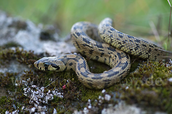 Treppennatter (Rhinechis scalaris)