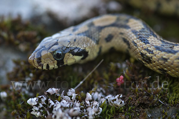 Treppennatter (Rhinechis scalaris)