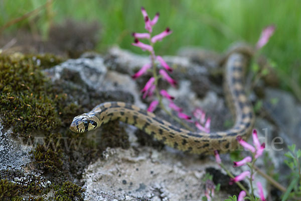 Treppennatter (Rhinechis scalaris)