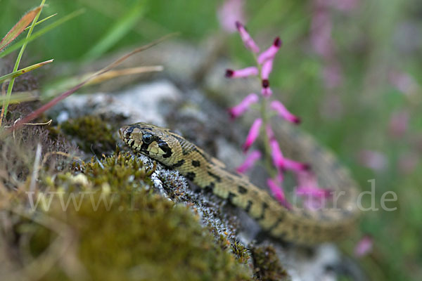 Treppennatter (Rhinechis scalaris)