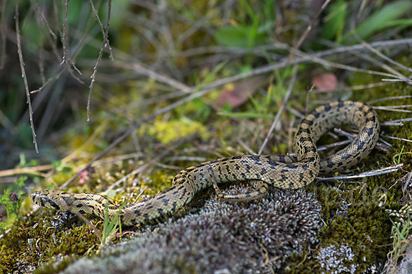 Treppennatter (Rhinechis scalaris)