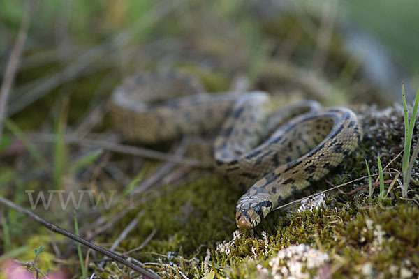 Treppennatter (Rhinechis scalaris)