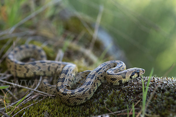 Treppennatter (Rhinechis scalaris)