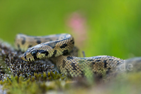 Treppennatter (Rhinechis scalaris)