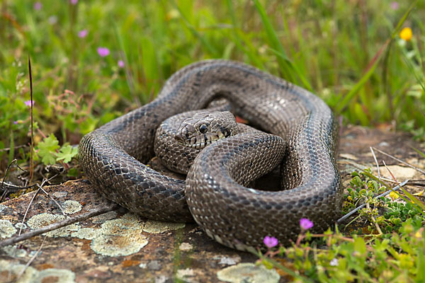 Treppennatter (Rhinechis scalaris)