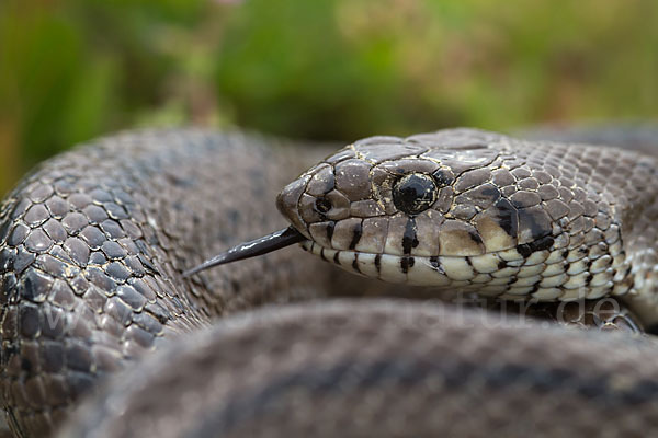 Treppennatter (Rhinechis scalaris)