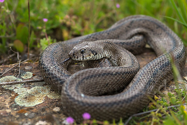 Treppennatter (Rhinechis scalaris)