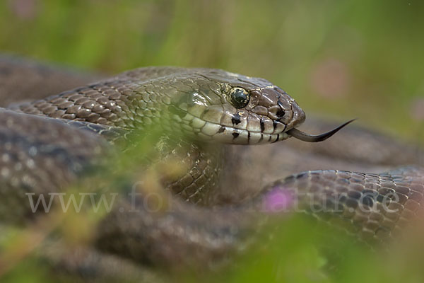 Treppennatter (Rhinechis scalaris)