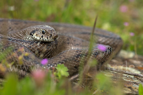 Treppennatter (Rhinechis scalaris)