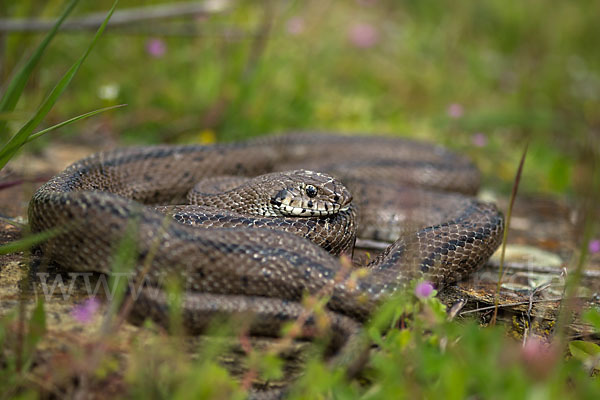 Treppennatter (Rhinechis scalaris)