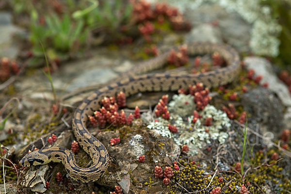 Treppennatter (Rhinechis scalaris)