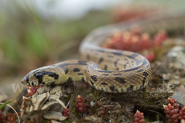 Treppennatter (Rhinechis scalaris)