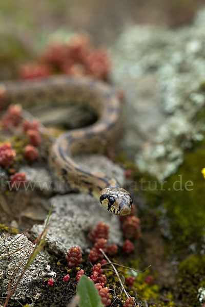 Treppennatter (Rhinechis scalaris)