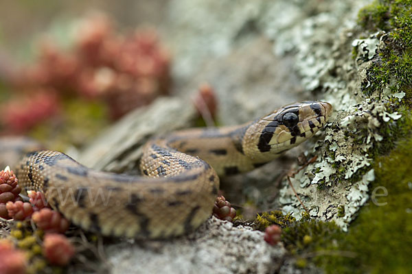 Treppennatter (Rhinechis scalaris)