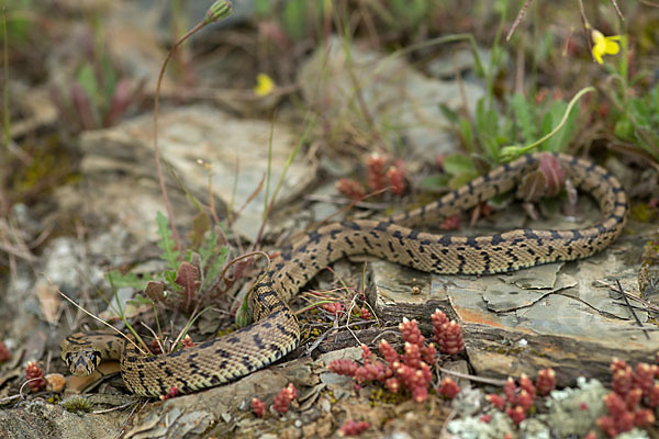 Treppennatter (Rhinechis scalaris)