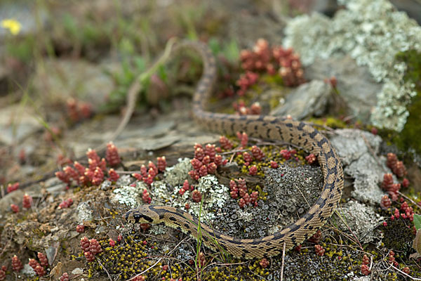 Treppennatter (Rhinechis scalaris)