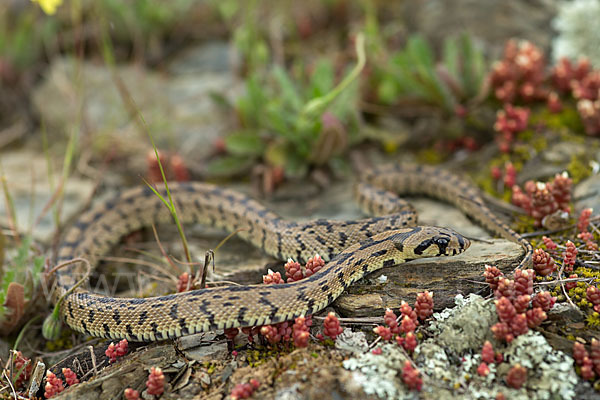 Treppennatter (Rhinechis scalaris)