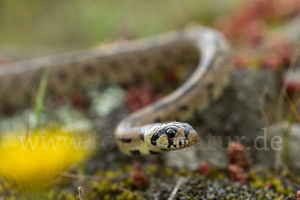 Treppennatter (Rhinechis scalaris)