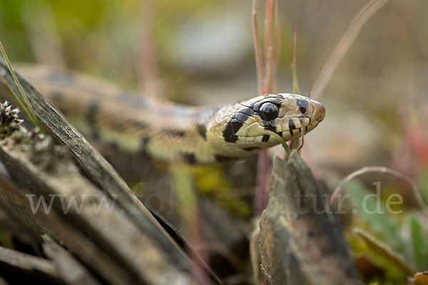 Treppennatter (Rhinechis scalaris)