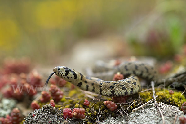 Treppennatter (Rhinechis scalaris)