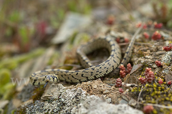 Treppennatter (Rhinechis scalaris)