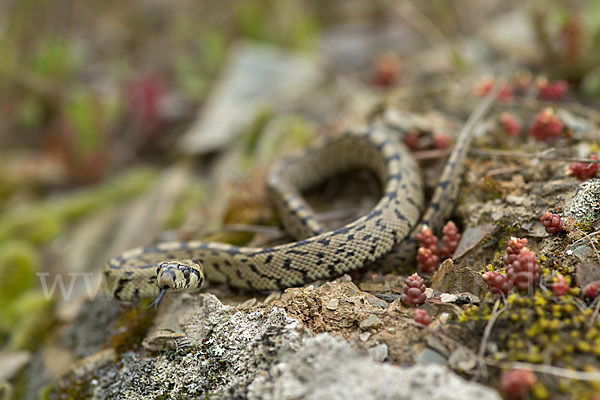 Treppennatter (Rhinechis scalaris)