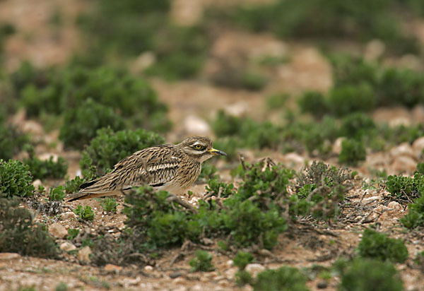 Triel (Burhinus oedicnemus)